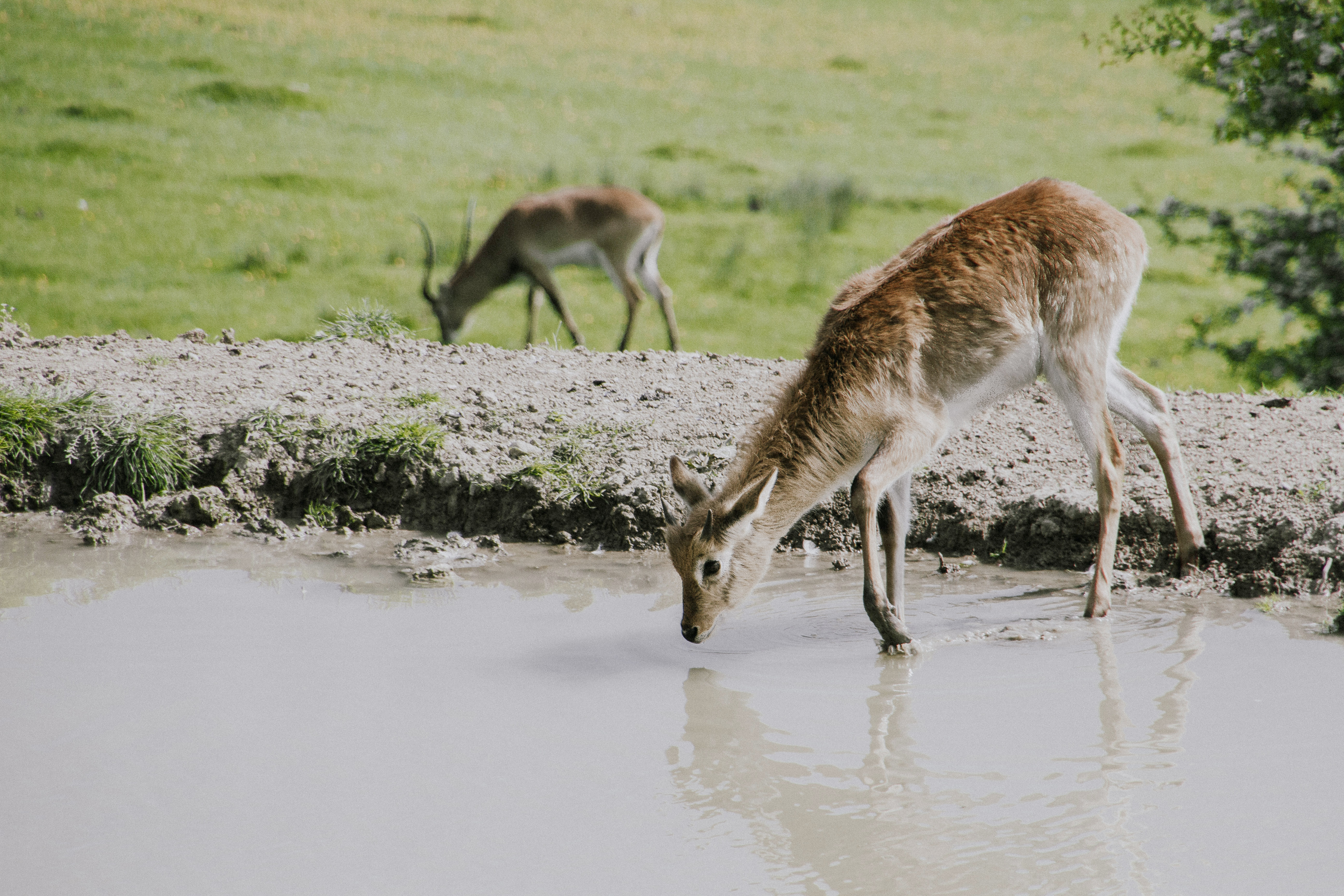 Port lympne England English safari, gifraffe lodge, kent