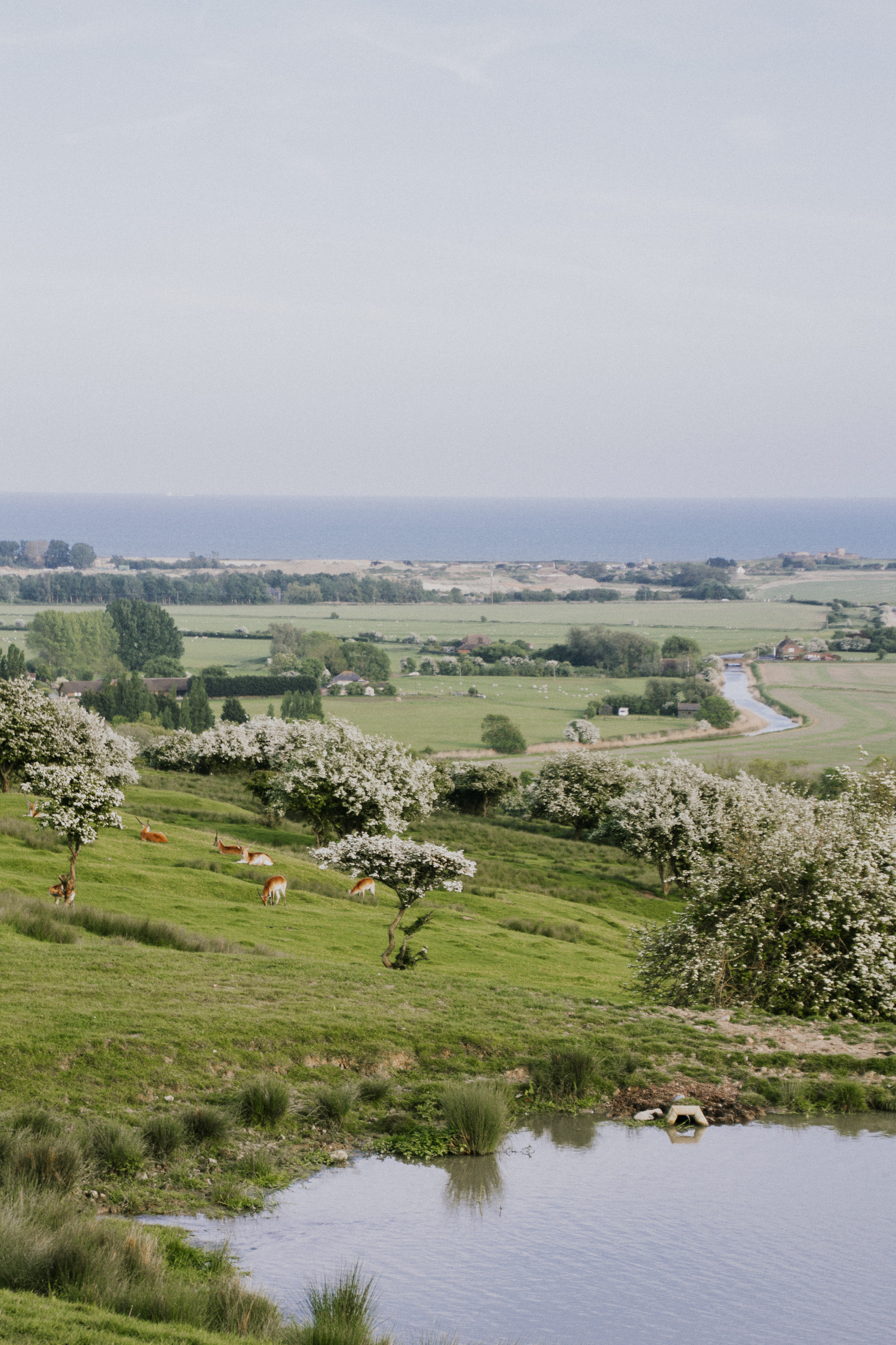 Port lympne England English safari, gifraffe lodge, kent