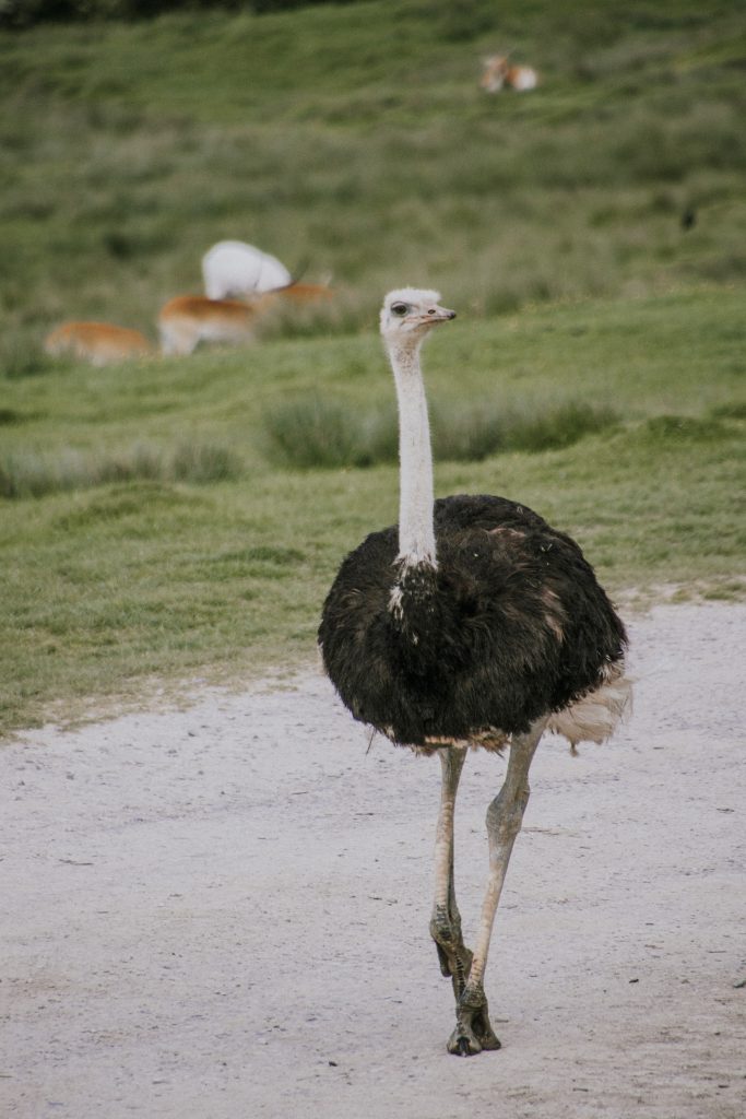 Port lympne England English safari, gifraffe lodge, kent ostrich