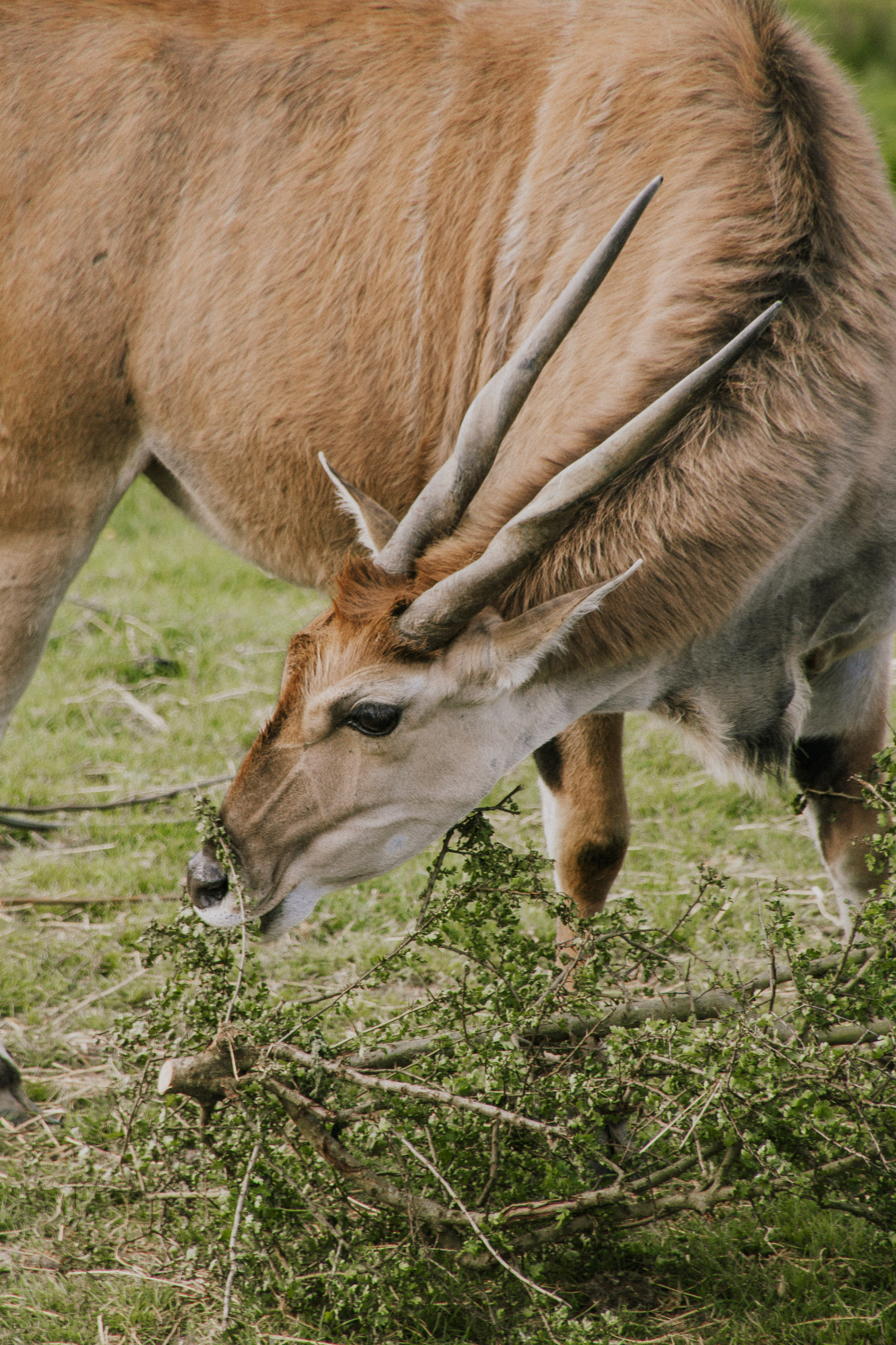 Port lympne England English safari, gifraffe lodge, kent