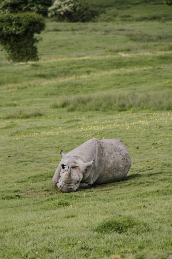 Port lympne England English safari, gifraffe lodge, kent rhino