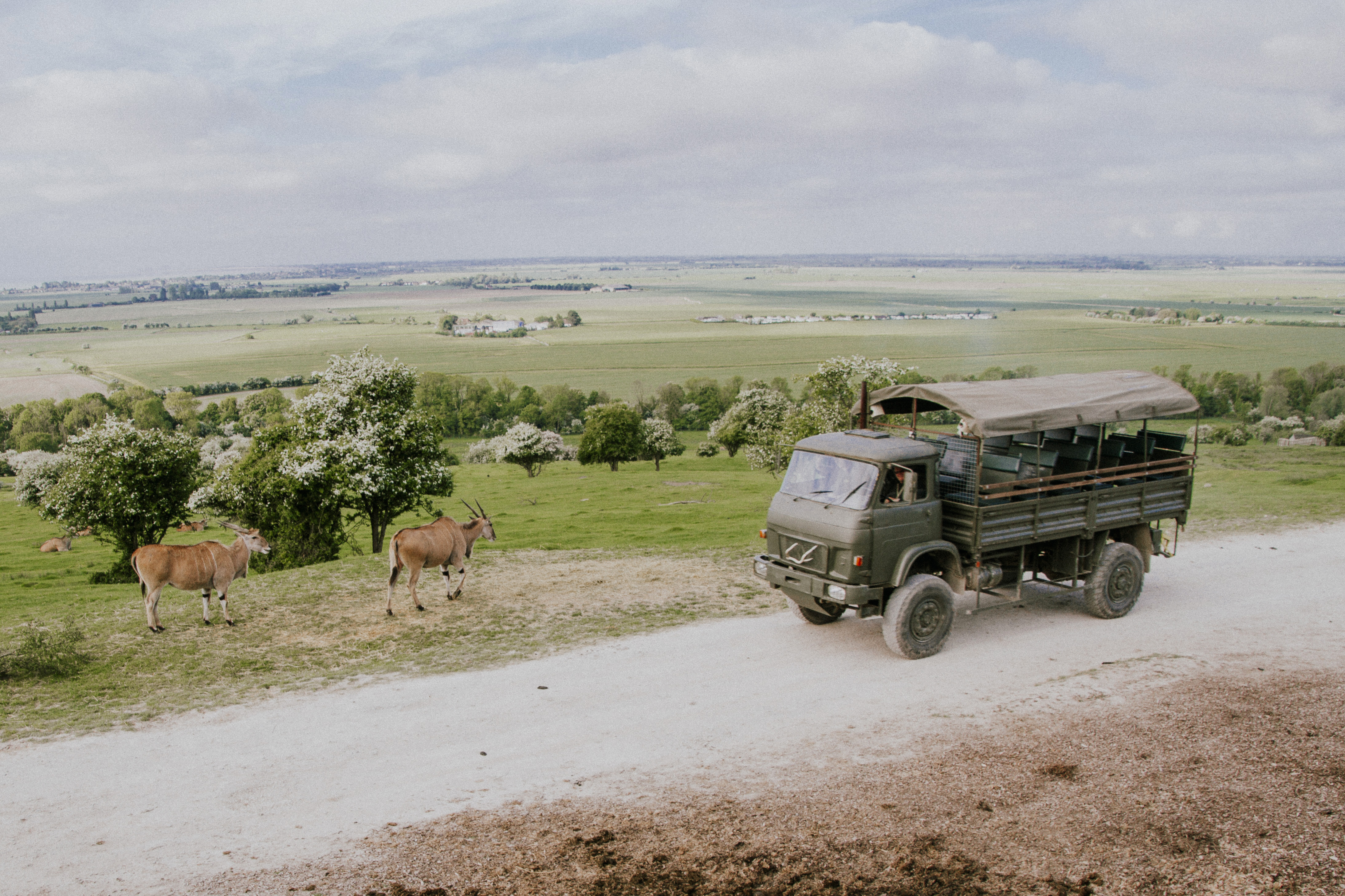 Port lympne England English safari, gifraffe lodge, kent