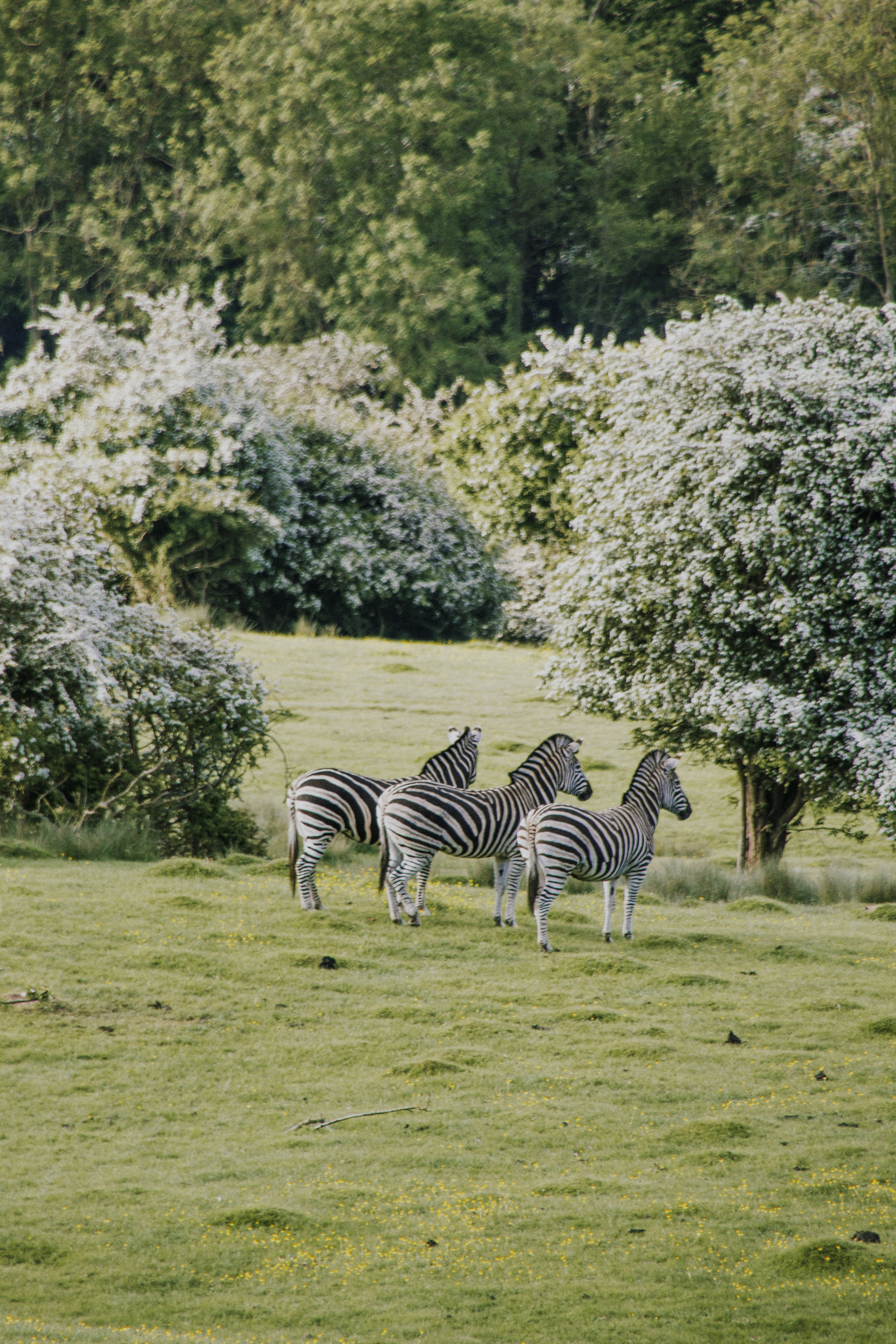 Port lympne England English safari, gifraffe lodge, kent zebra