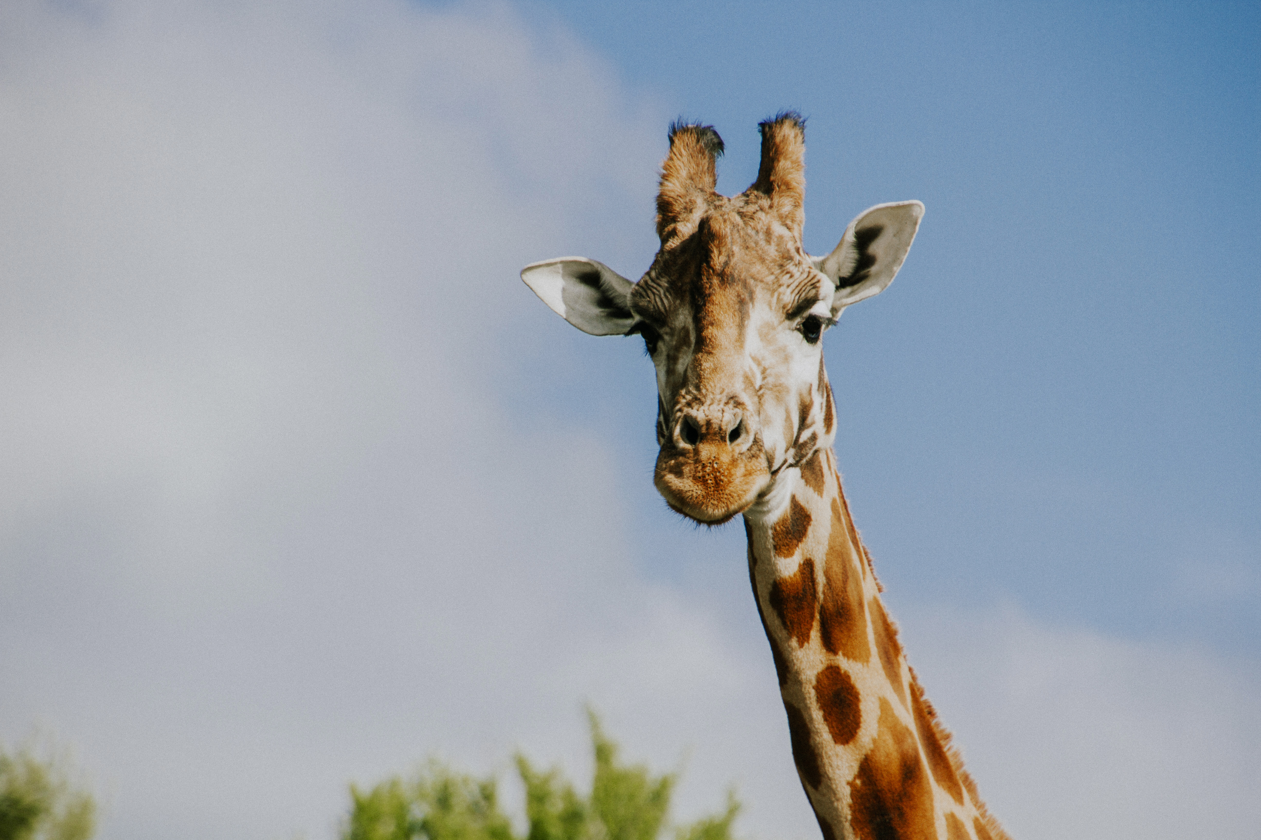 Port lympne England English safari, gifraffe lodge, kent- giraffe feeding