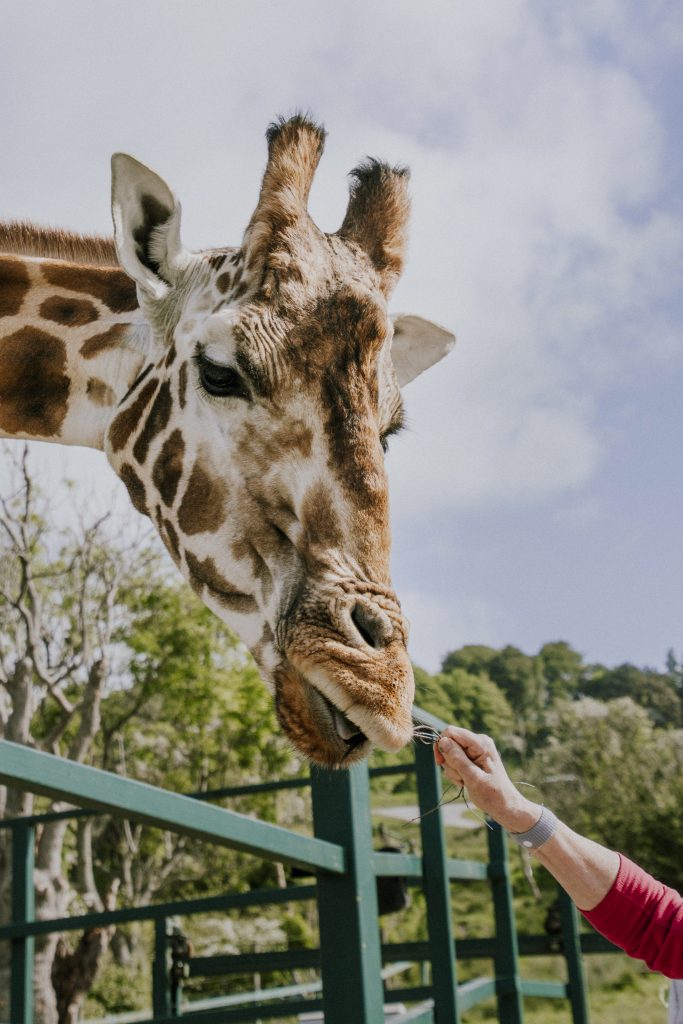 Port lympne England English safari, gifraffe lodge, kent- giraffe feeding