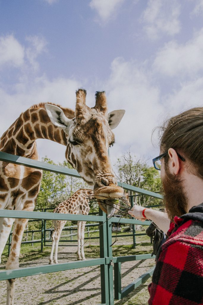 Port lympne England English safari, gifraffe lodge, kent- giraffe feeding