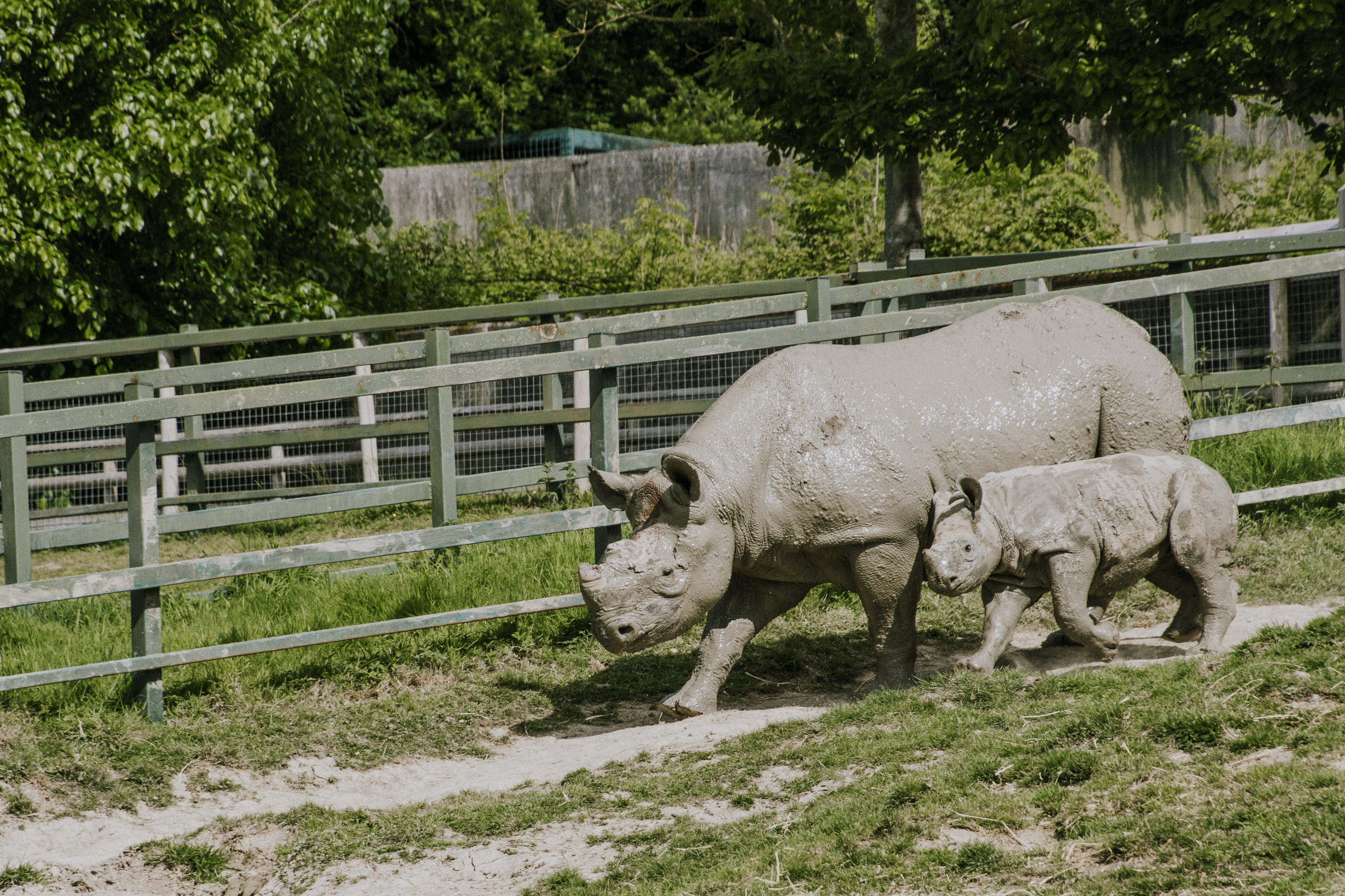Port lympne England English safari rhinoi, gifraffe lodge, kent