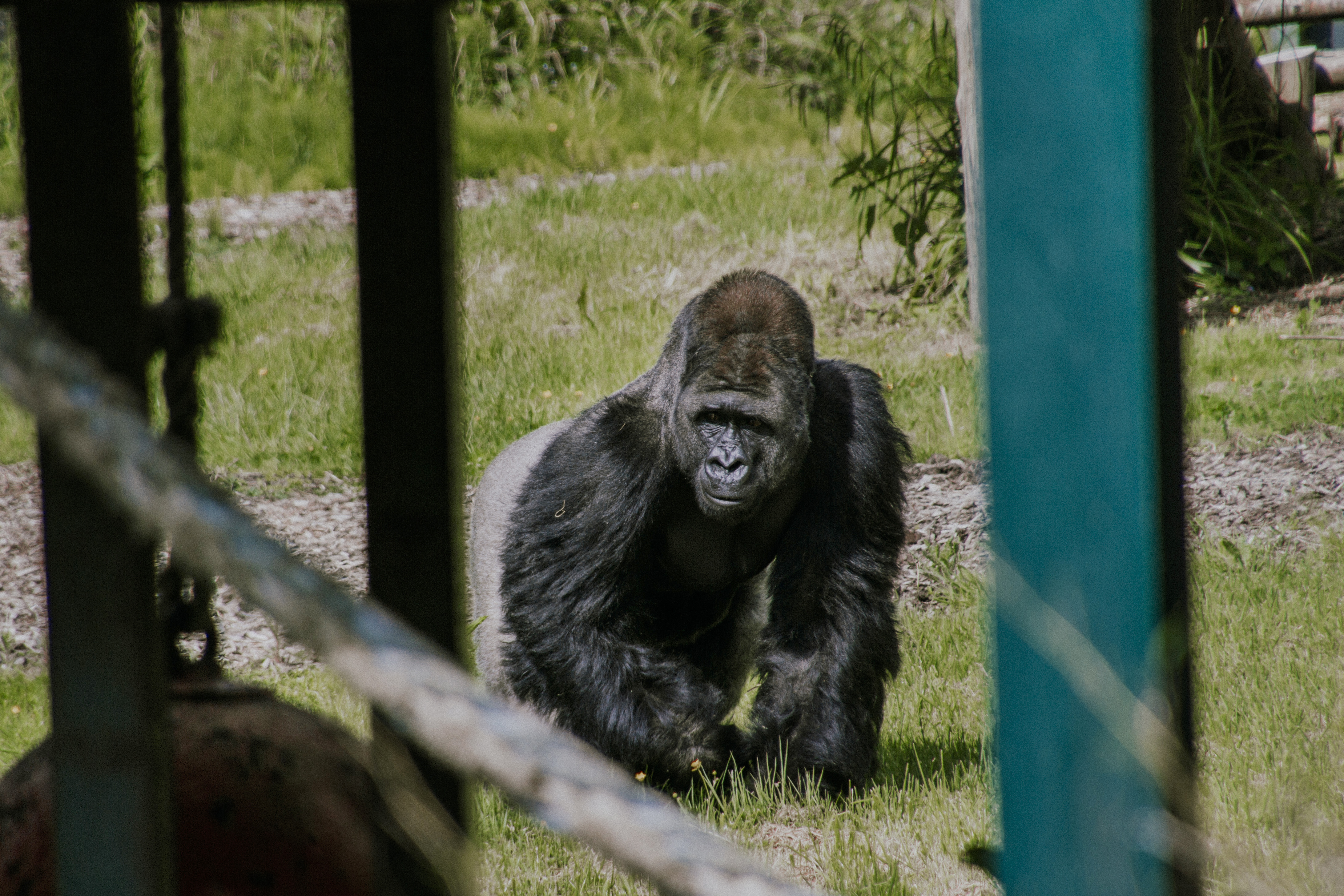 Port lympne England English safari, gifraffe lodge, kent