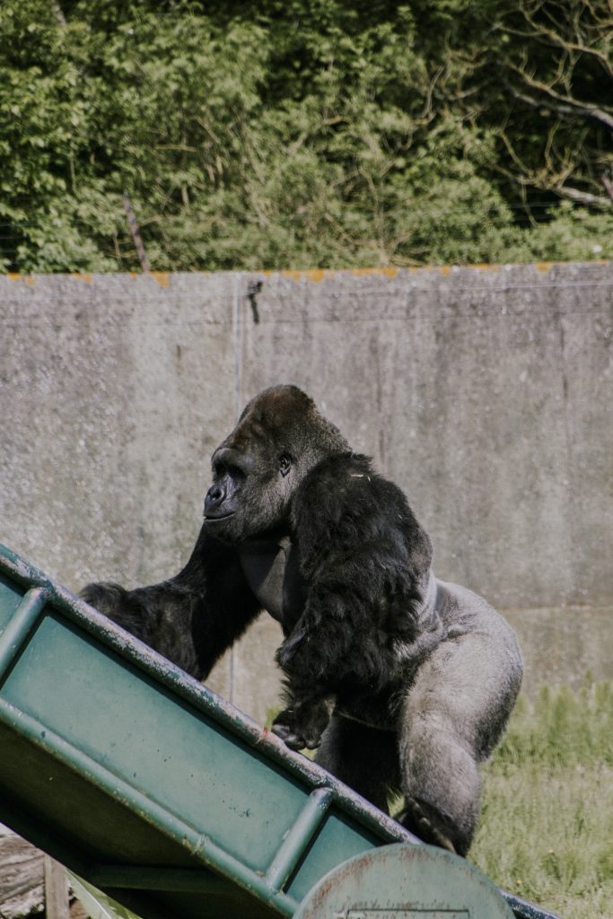Port lympne England English safari, gifraffe lodge, kent