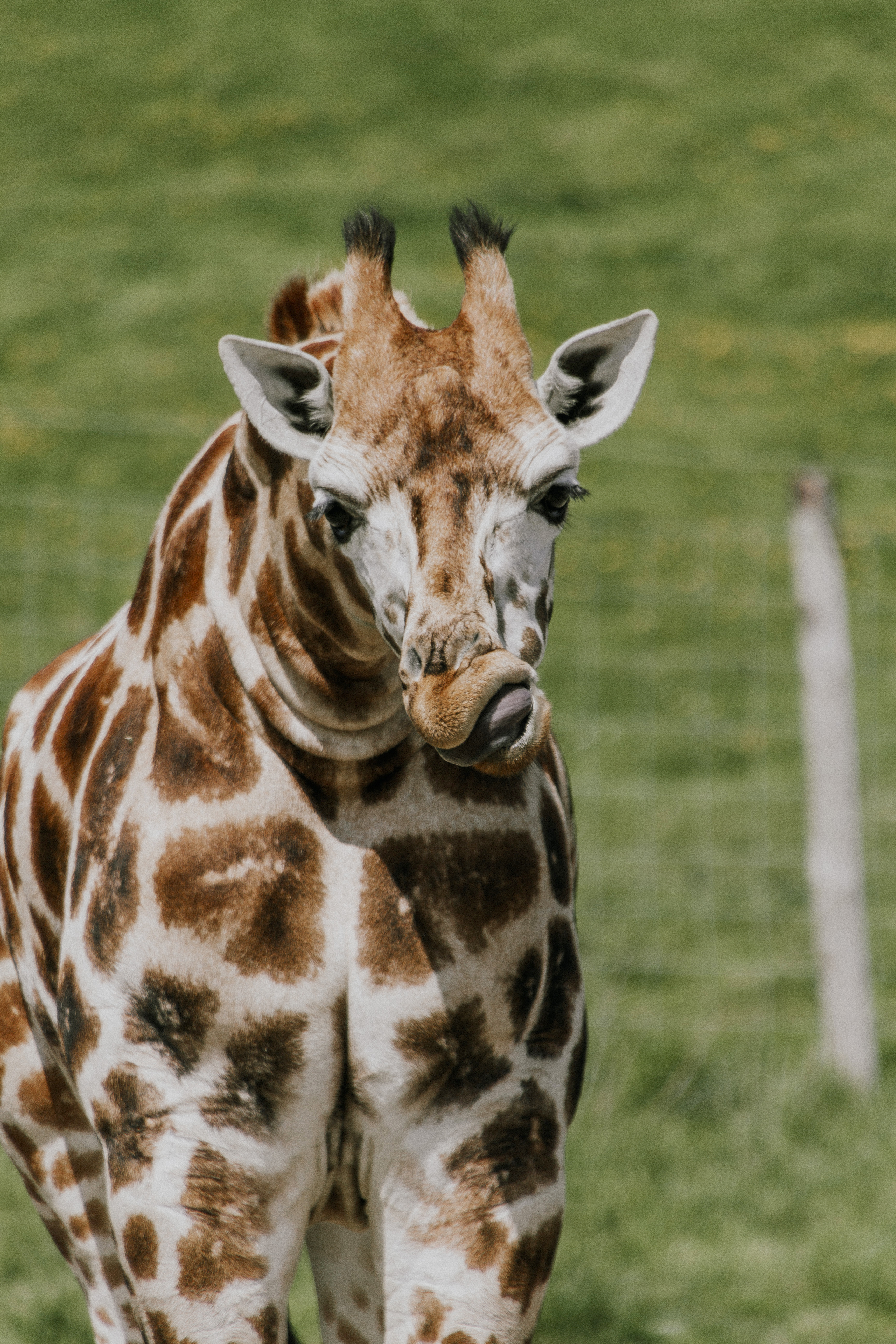 port lymen, england safari, giraffe