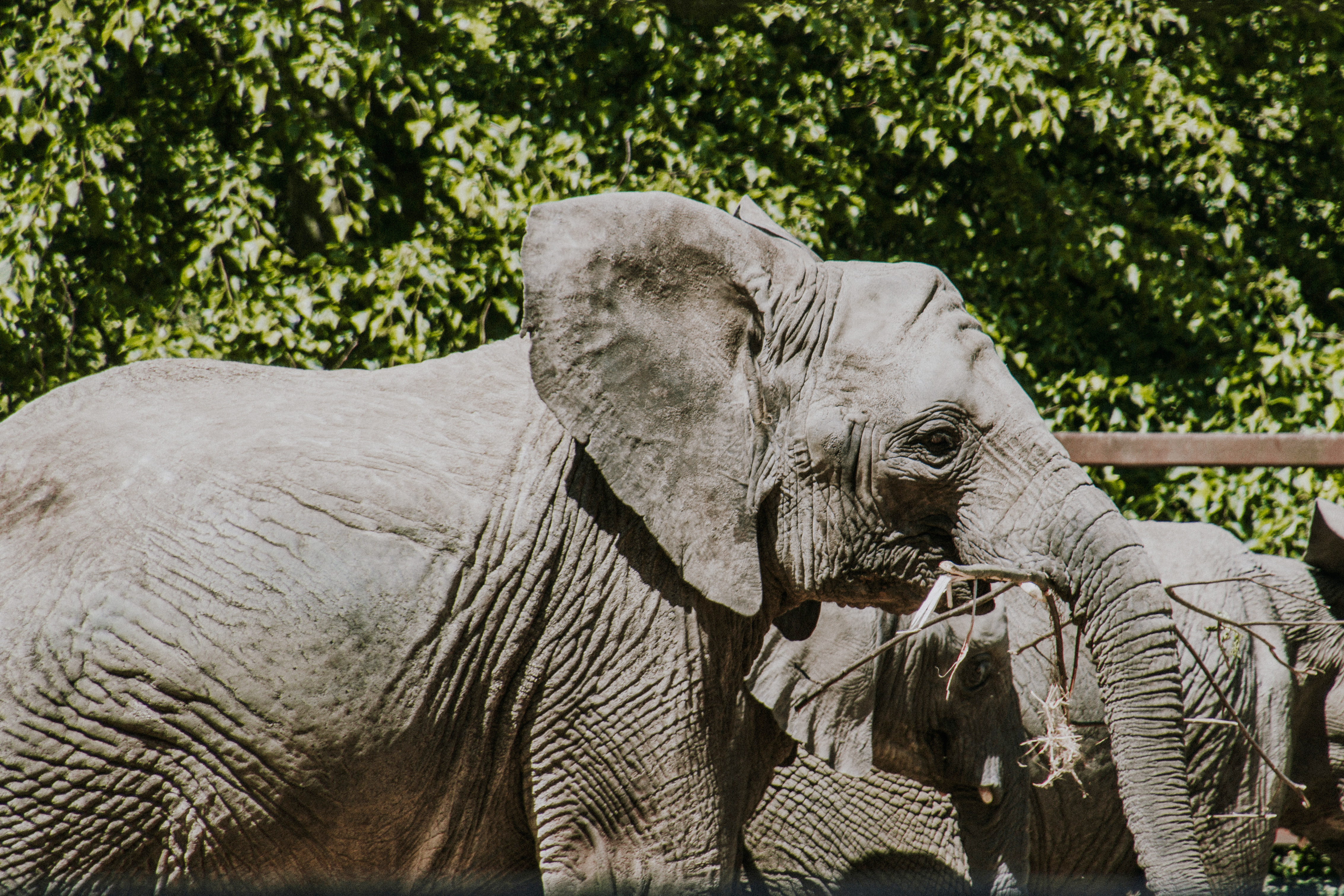 Port lympne England English safari, gifraffe lodge, kent elephant