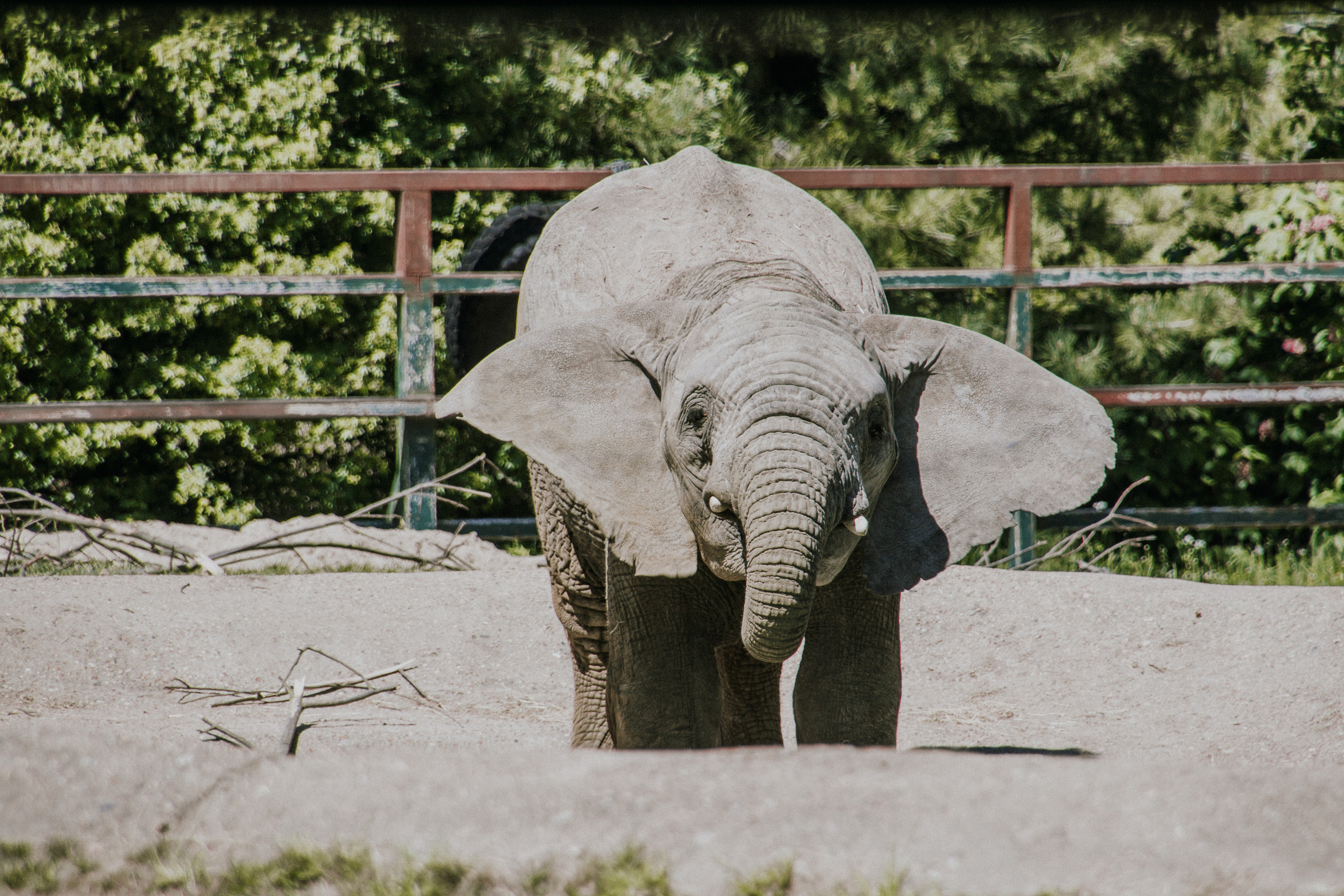Port lympne England English safari, gifraffe lodge, kent