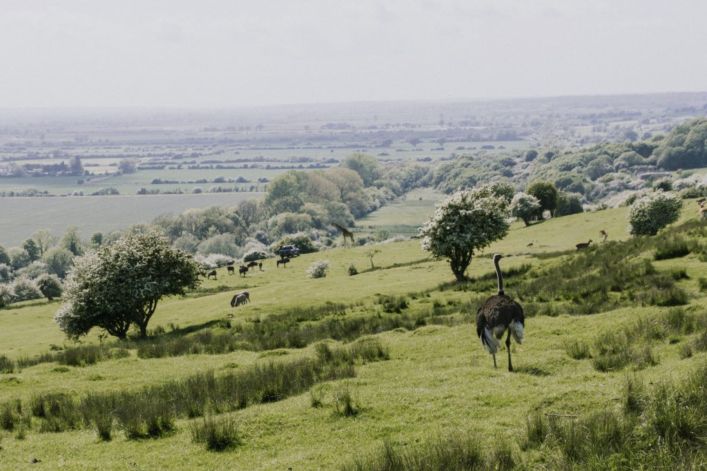 Port lympne England English safari with giraffe,zebra-kent
